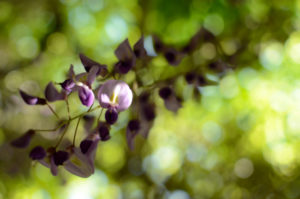 How to Keep Poetry Alive - Use Growth Model wisteria blossom