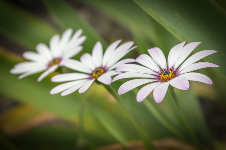 10 Must-Know Website Tips & Tricks for Writers fresh daisies