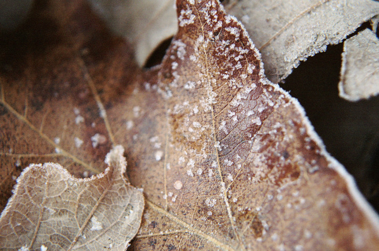 Frosty leaves Poetic Voices Lewis Wheeler