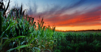 7 Ways to Stay Curious corn field sunset
