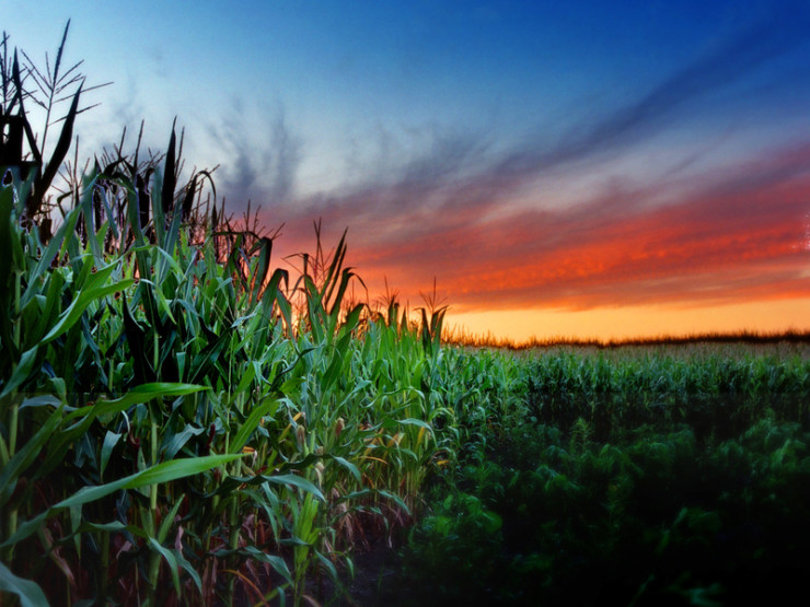 7 Ways to Stay Curious corn field sunset