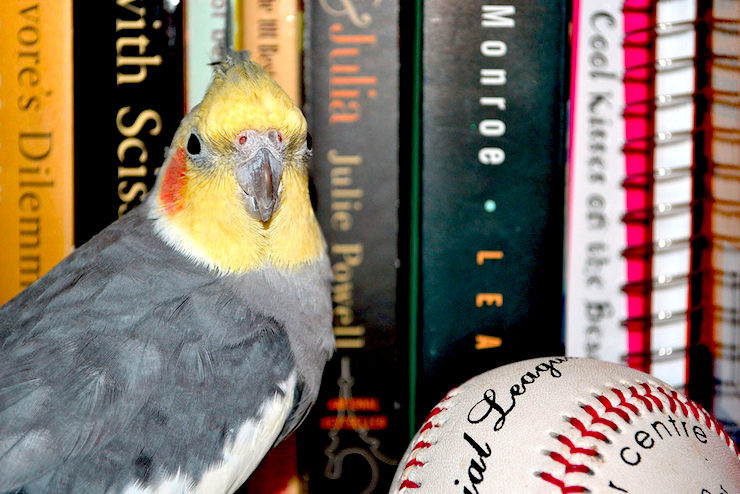 Bird Books and Baseball Sight Word Baseball Game