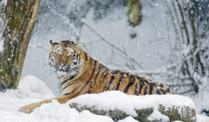 Commiting Poetry tiger in snow