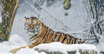 Commiting Poetry tiger in snow