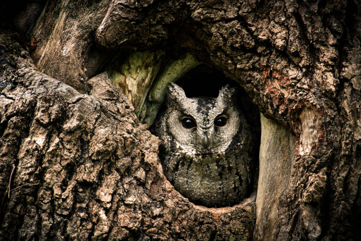 Last Child in the Woods owl in tree