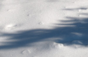 snow shadows