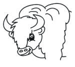 Story Card buffalo
