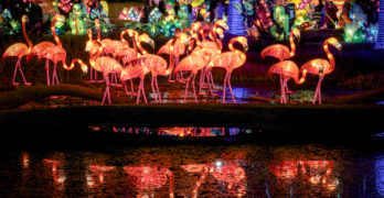 Chinese Lanterns Miami festival