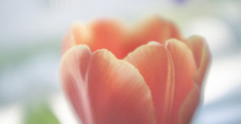 coral tulip