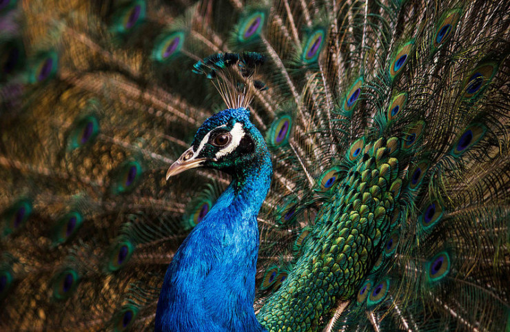 Peacock The Poems of Hafez