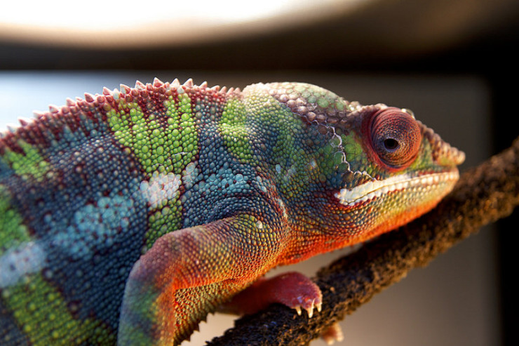 Chameleon A is for Azure color
