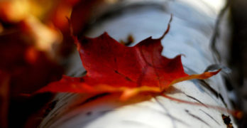 Red Maple Leaf Michelle Menting