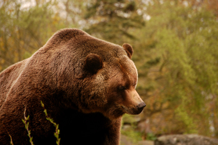 bears & beasts poetry prompt