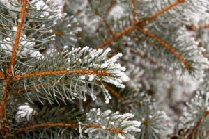 Holidays Henry Wadsworth Longfellow frost on pine needles