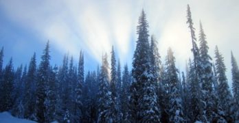 Hopeful Snow Pines