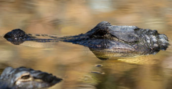 Alligator evergladesAlligator everglades