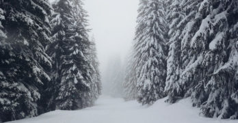 Trees in snow Floodgate chapbooks