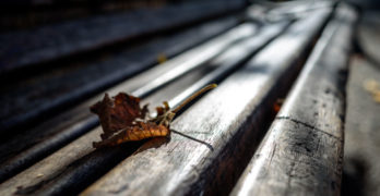What to Read park bench with leaf
