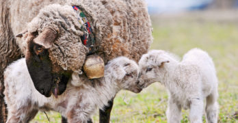 Baby Lambs with Mother