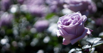 Poem on Your Pillow Day lavender rose