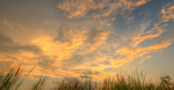 Grasses at sunset Civil War