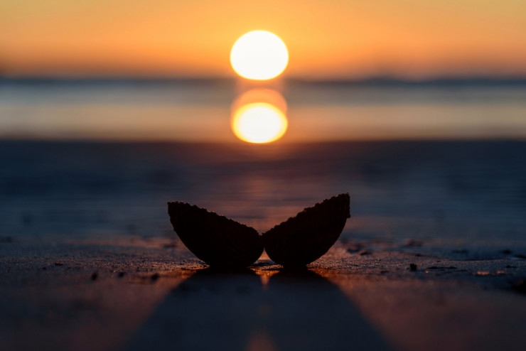 The Art of Gathering sea shell in sunset