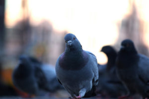 What's Your Favorite Book - inquisitive pigeon