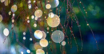 dewdrops-fireflies-branches-writing-friendship