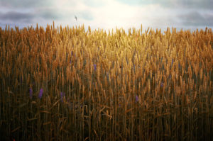 Bucking Hay harvest