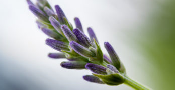 Provence 1970 lavender sprig