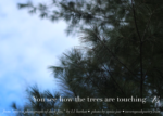After a Photograph of Dark Firs Poem Shareable Graphic