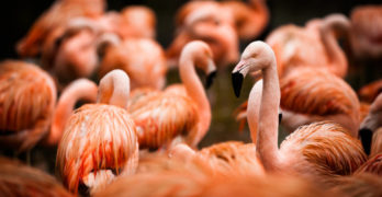 How Introverts Share Ideas flamingos