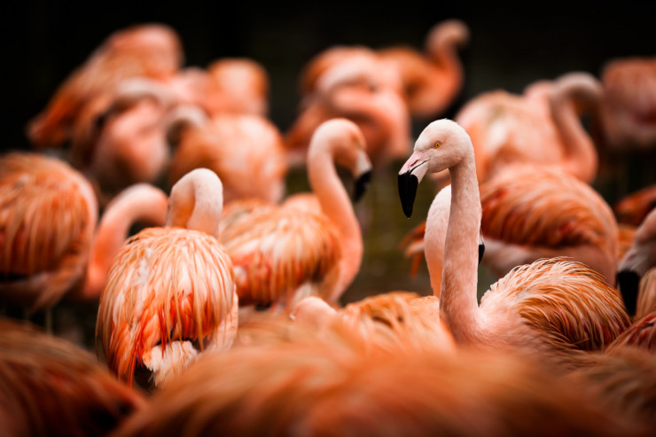 How Introverts Share Ideas flamingos