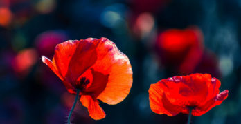 Poppies Mary Borden World War I