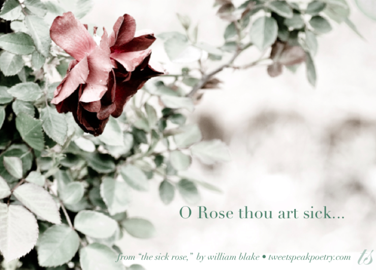 The Rose by William Blake Shareable Graphic