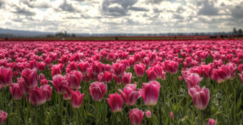 Tulip Field Anne Frank House