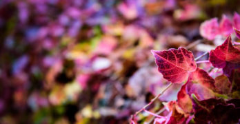 Beautiful Red Leaves Juliet Thoughts