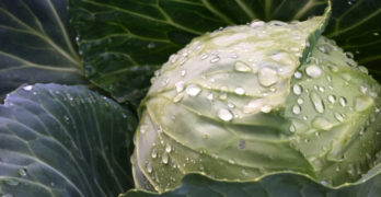 Cabbage Query Letter