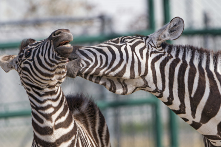 Zebras Playing Writer Nouns