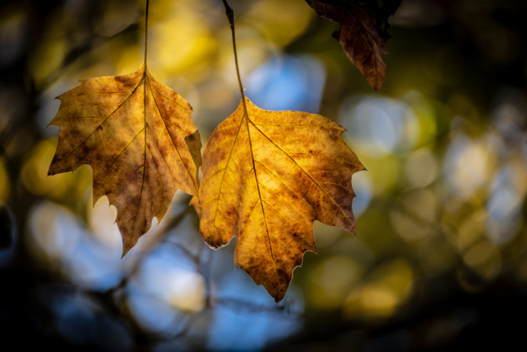 Autumn leaf pair