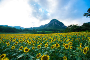 How to Think Like Leonardo da Vinci sunflowers