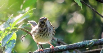 Sparrow in Bush
