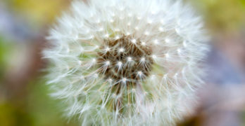 Dandelion in Seed