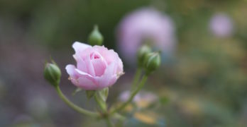 Pink Rose of Friendship
