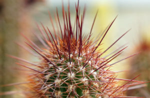 Cactus Woodworm by Matt Duggan