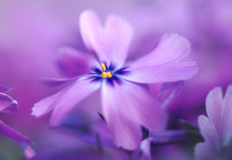 Brilliant Purple Flower Haunts