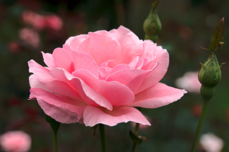 pink rose making