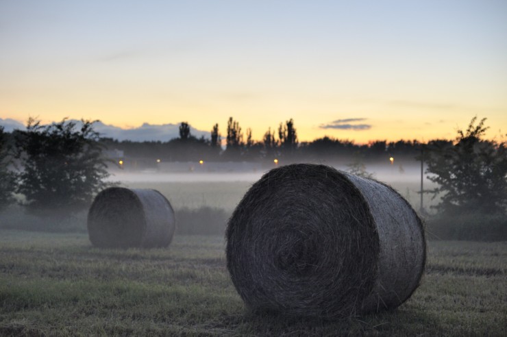 Round bales in fog