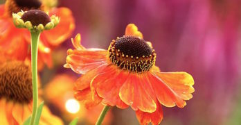 Echinacea with crown orange flowers