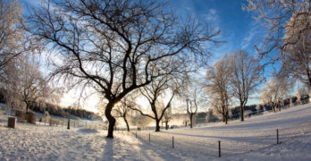 Frozen trees in snow